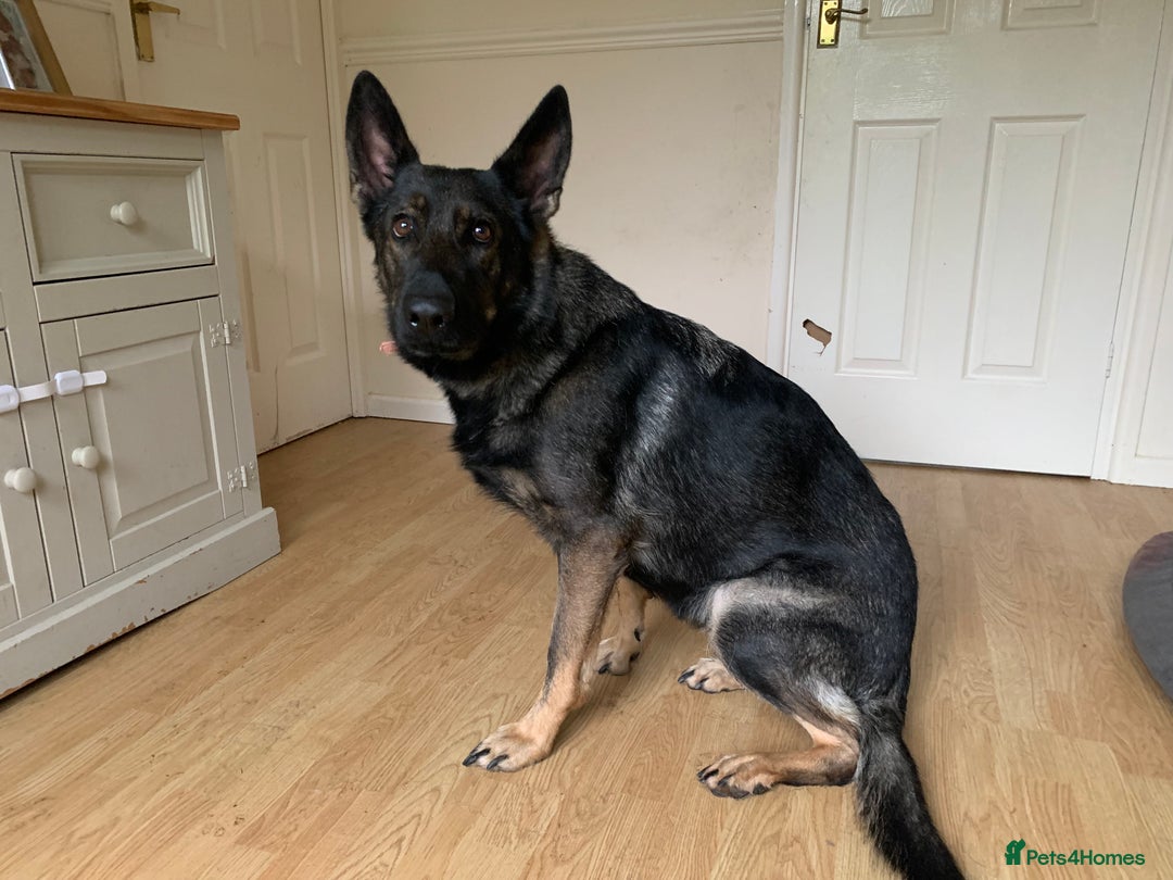 German Shepherd dogs for sale: Large female gsd - Image 1