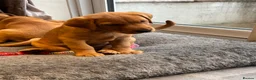 Labrador Retriever dogs for sale: KC Reg Yellow puppies - Advert 4