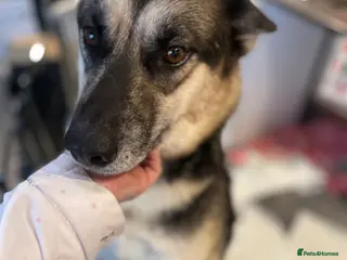 Shepsky dogs Shepsky babies READY NEXT WEEK - Advert 1