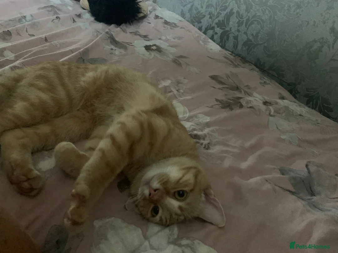British Shorthair cats for sale: 2 white kittens and one tortel shell - Advert 1