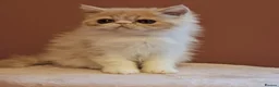 Exotic cats for sale: Stunning exotic/persian kittens - Advert 16