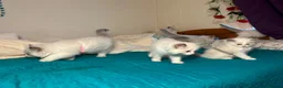 Ragdoll cats for sale: 6 beautiful ragdoll male kittens - Advert 6