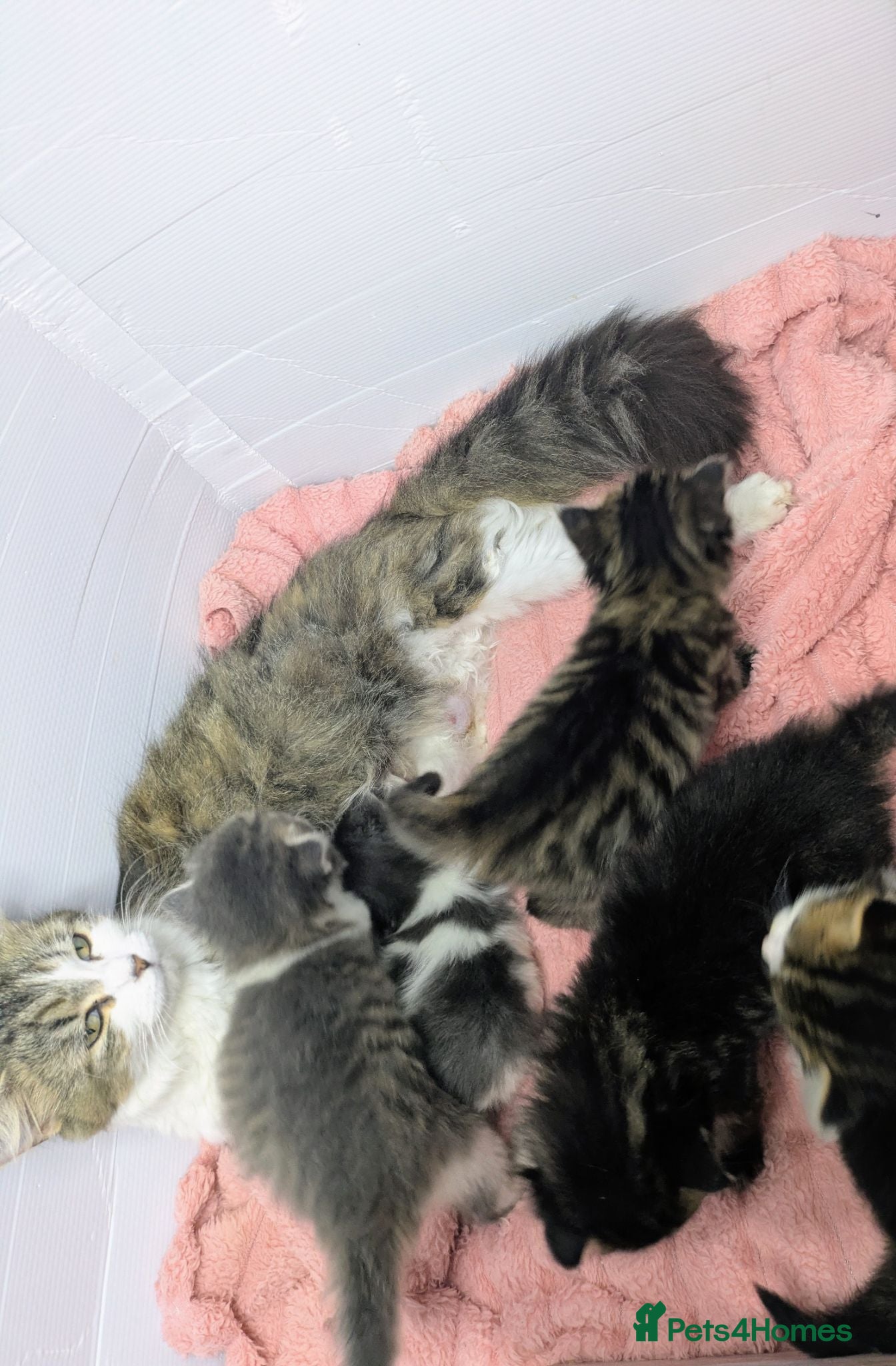 Maine Coon cats Stunning Maine coon kitten's - Advert 2