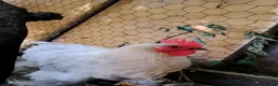 Chickens poultry for sale: Bantam Silkies couple  - Advert 1