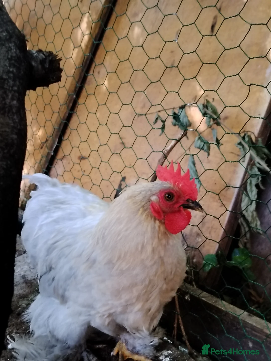 Chickens poultry for sale: Bantam Silkies couple  - Advert 1