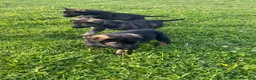 German Shepherd dogs for sale: German shepherd puppies  - Advert 10