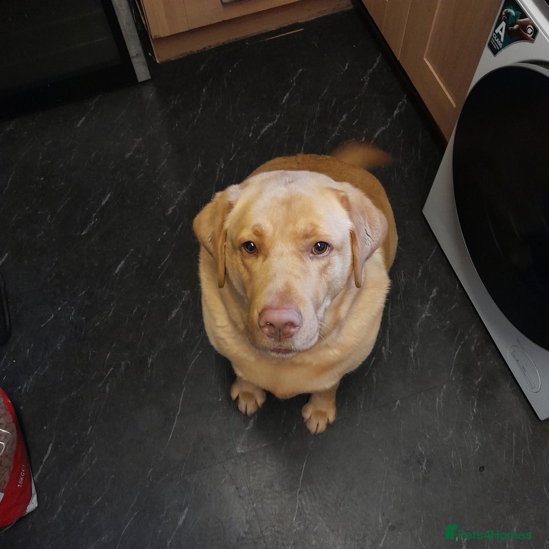 Labrador Retriever dogs for sale: Labrador  - Image 3