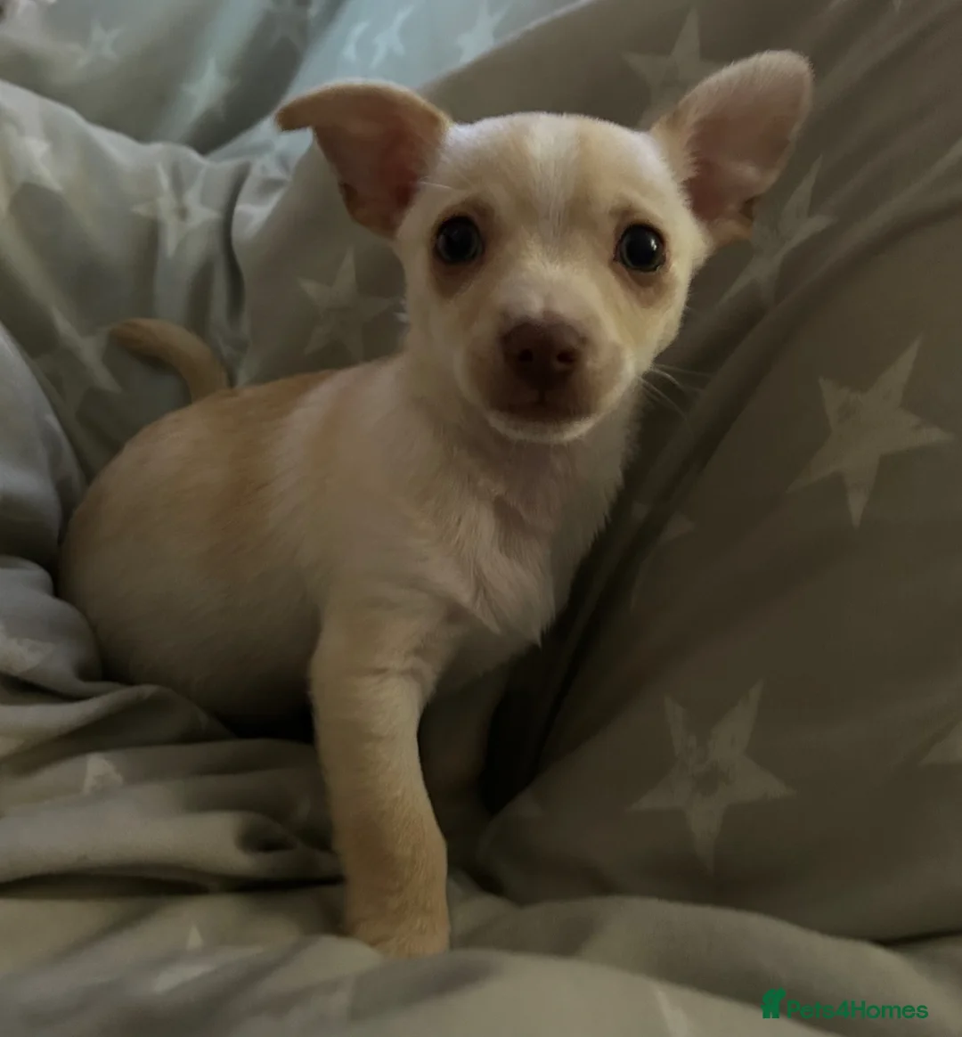Chihuahua dogs for sale: One beautiful green eyed boy chihuahua puppy left  - Advert 1