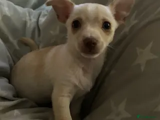 Chihuahua dogs One beautiful green eyed boy chihuahua puppy left - Advert 19