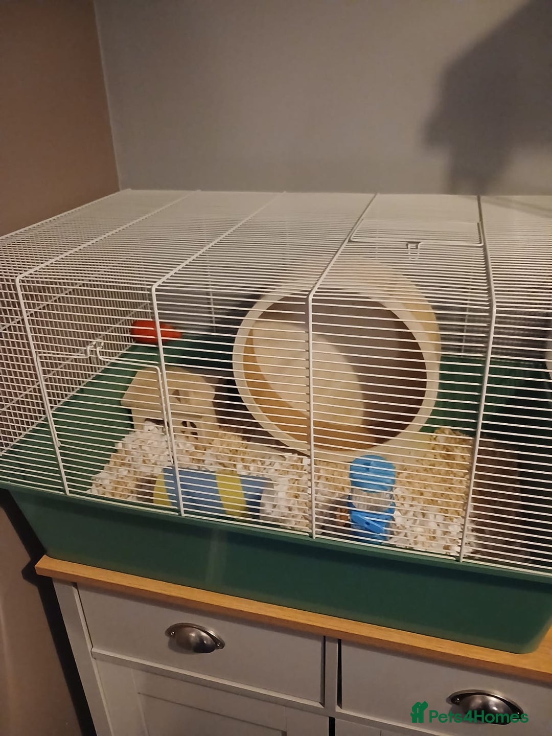 Hamster rodents for sale: Syrian hamster - Advert 4