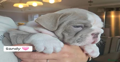 English Bulldog dogs - Advert 12