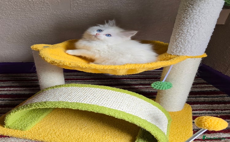 Ragdoll cats - Advert 8