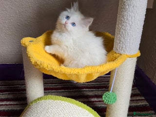 Ragdoll cats GCCF Registered Ragdoll Kittens - Advert 9