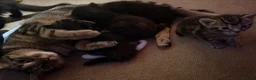 Mixed Breed cats for sale: 4 Beautiful baby girl kittens  in Bury Saint Edmunds - Advert 1