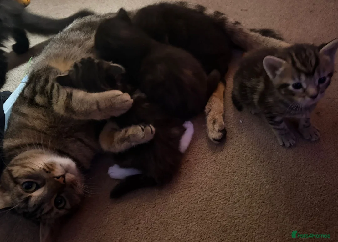 Mixed Breed cats for sale: 4 Beautiful baby girl kittens  in Bury Saint Edmunds - Advert 1