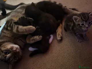 Mixed Breed cats 4 Beautiful baby girl kittens - Advert 1