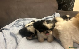 Shih Tzu dogs for sale: Shih tzu pups for sale  - Image 17
