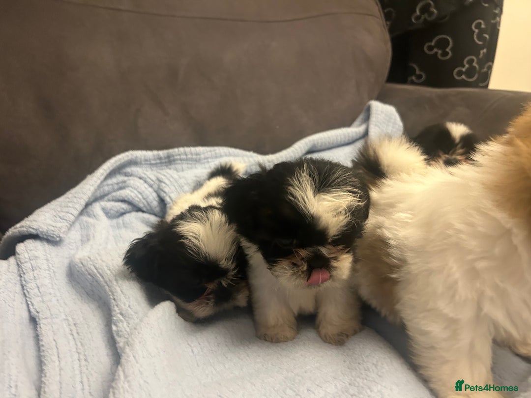 Shih Tzu dogs for sale: Shih tzu pups for sale  - Image 17