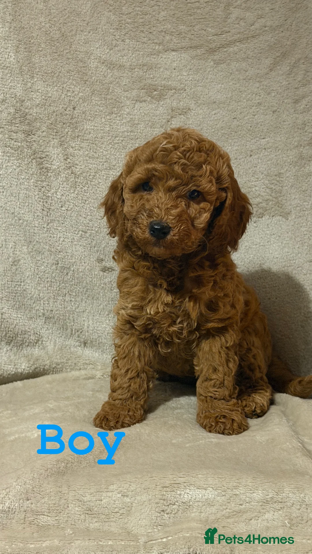 Cockapoo dogs for sale: F1b cockapoo  - Advert 1
