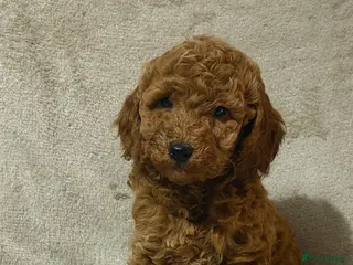 Cockapoo dogs F1b cockapoo - Advert 1