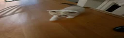 Scottish Fold cats for sale: 3 pure breed Scottish fold kittens in Thornton Heath - Advert 9
