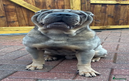 Shar Pei dogs for sale: Male Shar Pei  - Image 4