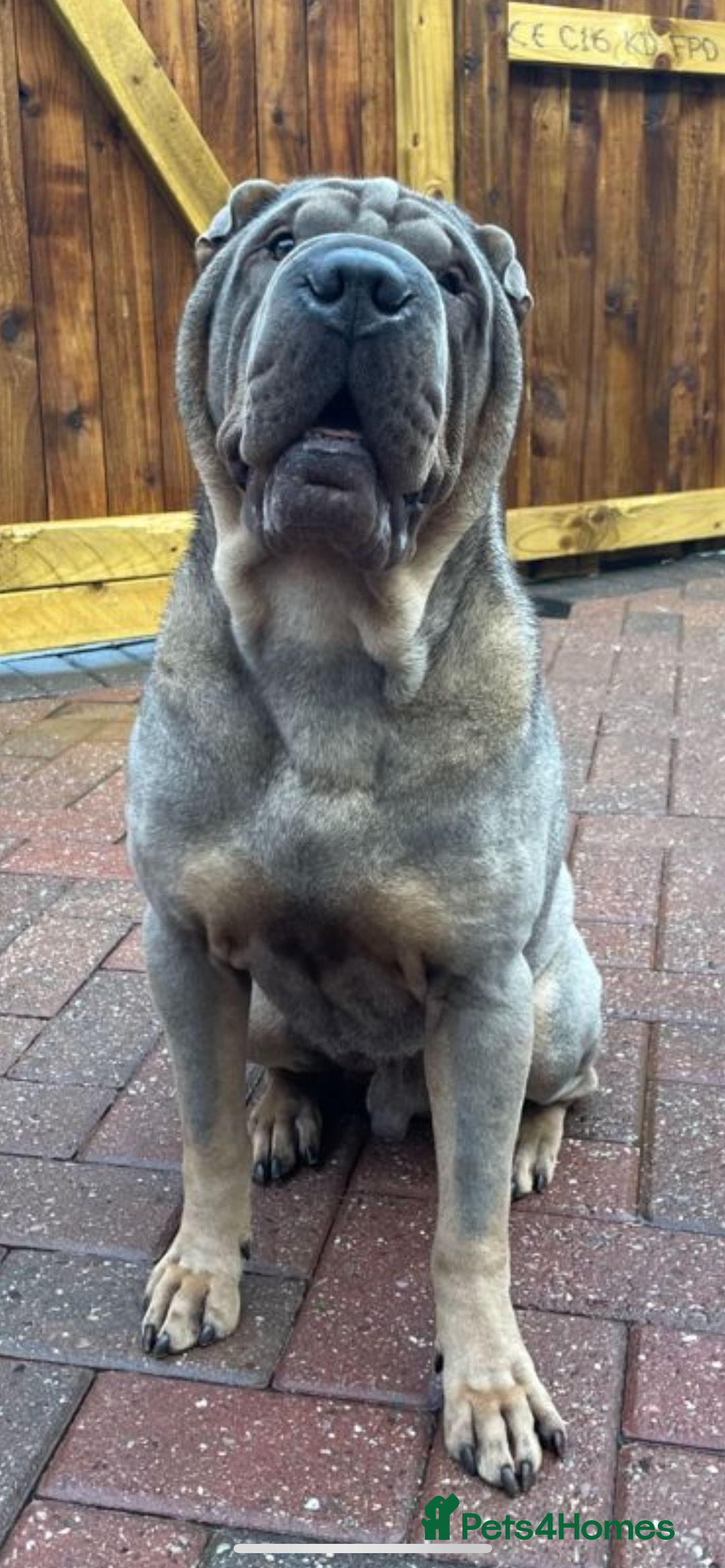 Shar Pei dogs for sale: Male Shar Pei  - Image 4