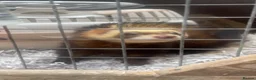 Ferret rodents for sale: Pet ferret in Bury - Advert 5