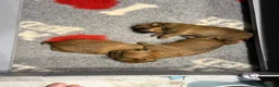 Griffon Bruxellois dogs for sale: Griffon Bruxellois Puppies for sale in Newton Aycliffe - Advert 5