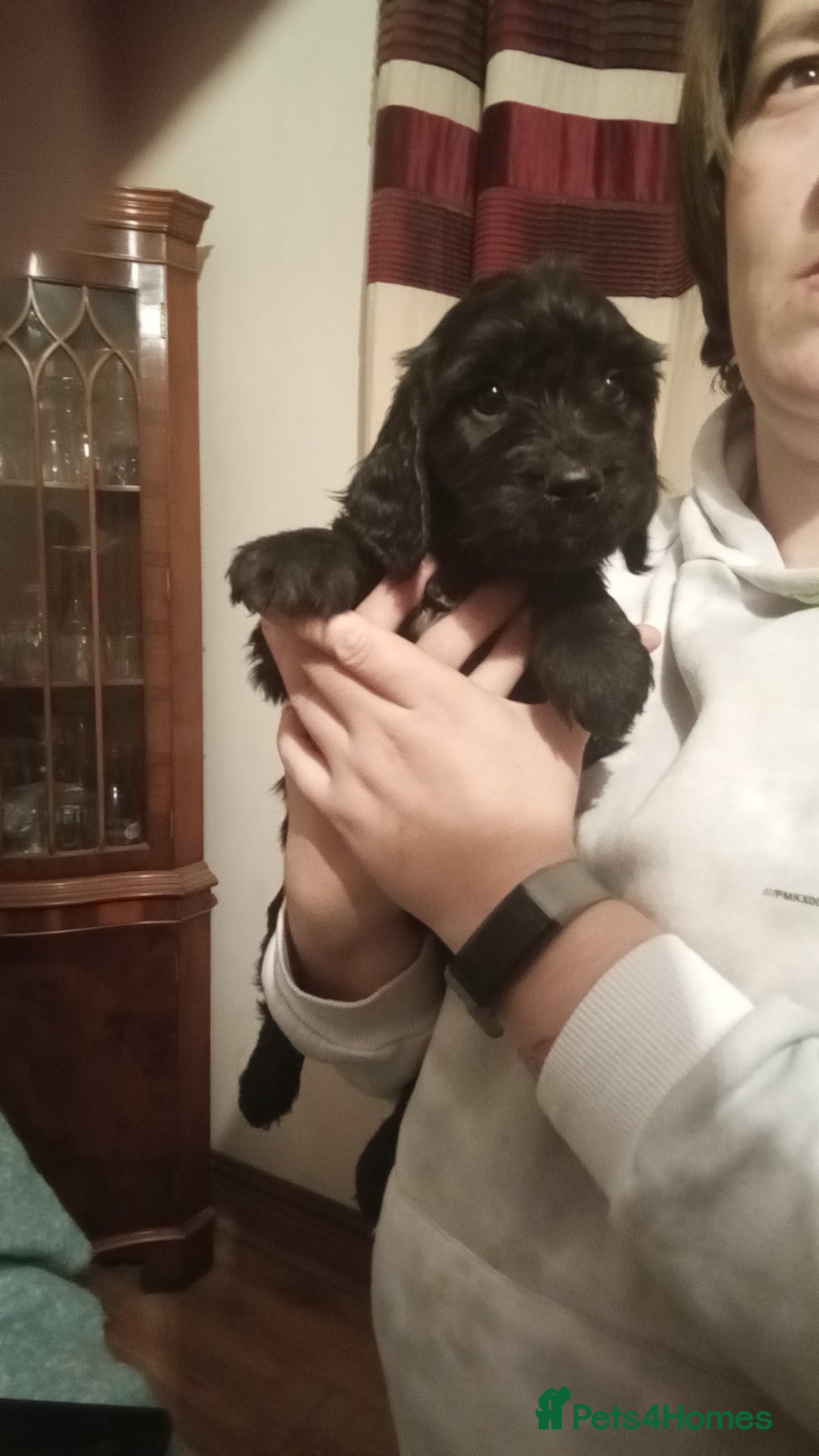 Cockapoo dogs for sale: Healthy beautiful puppies  - Advert 7