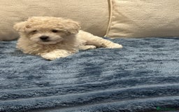 Maltipoo dogs for sale: 8 Week Maltipoo Puppy - Image 10