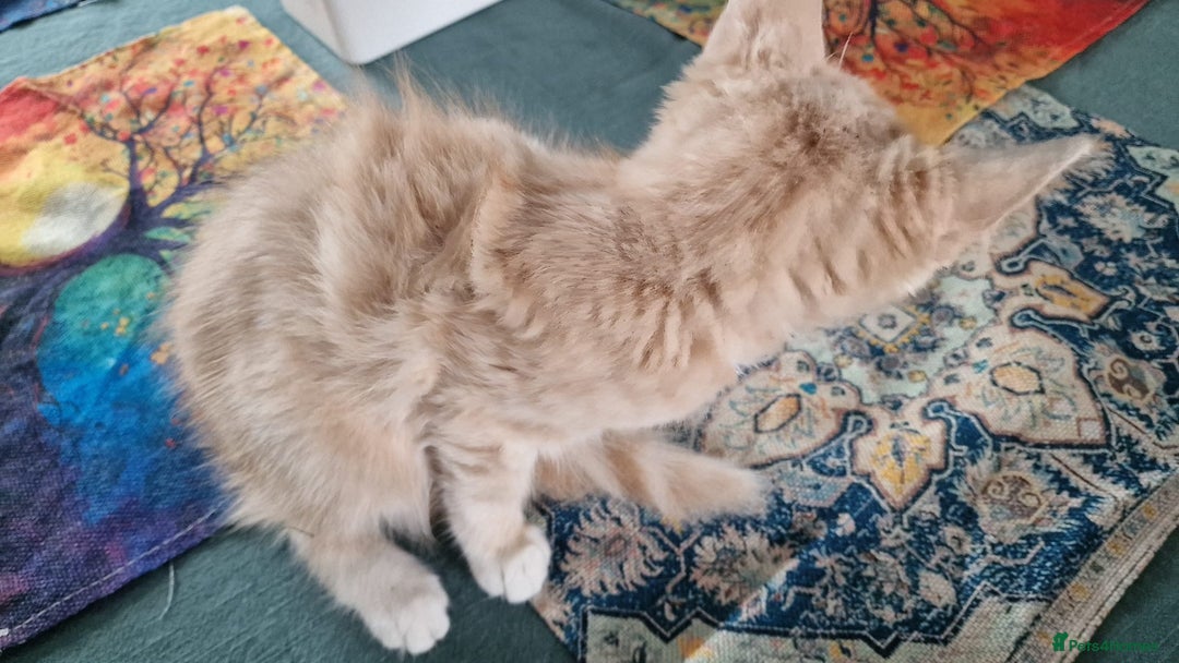 Mixed Breed cats for sale: 1yr female cat.2 playful male kitten available  in Stoke-on-Trent - Image 7