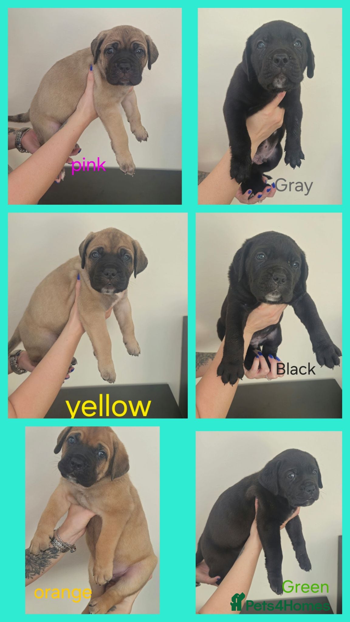 Cane Corso dogs *UPDATETD PHOTOS* Cane Corso puppys  - Advert 19