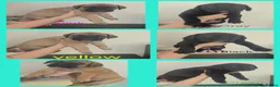 Cane Corso dogs for sale: *Ready to leave* Cane Corso puppys  - Advert 10