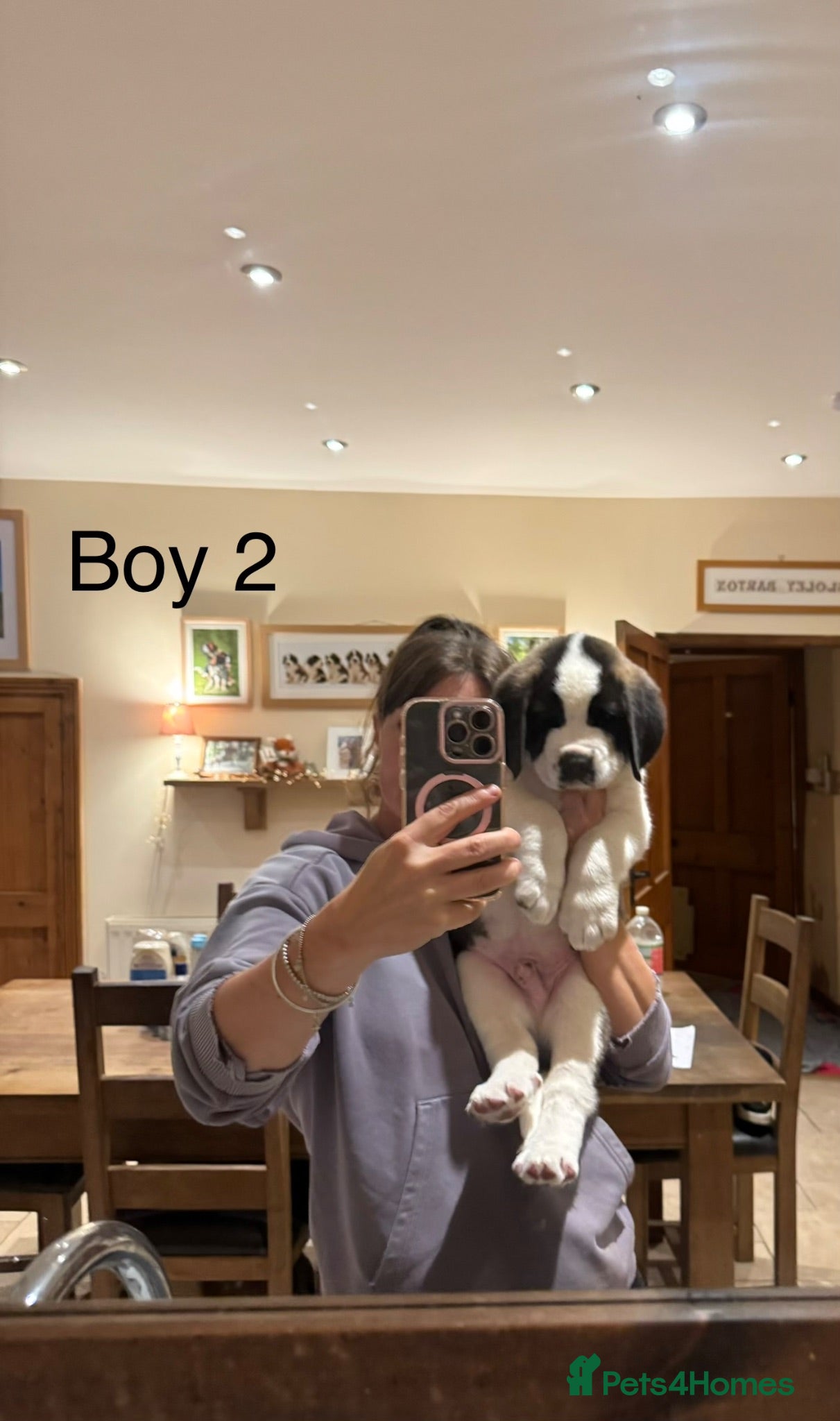 Saint Bernard dogs Pups from HIP & ELBOW scored parents  - Advert 2