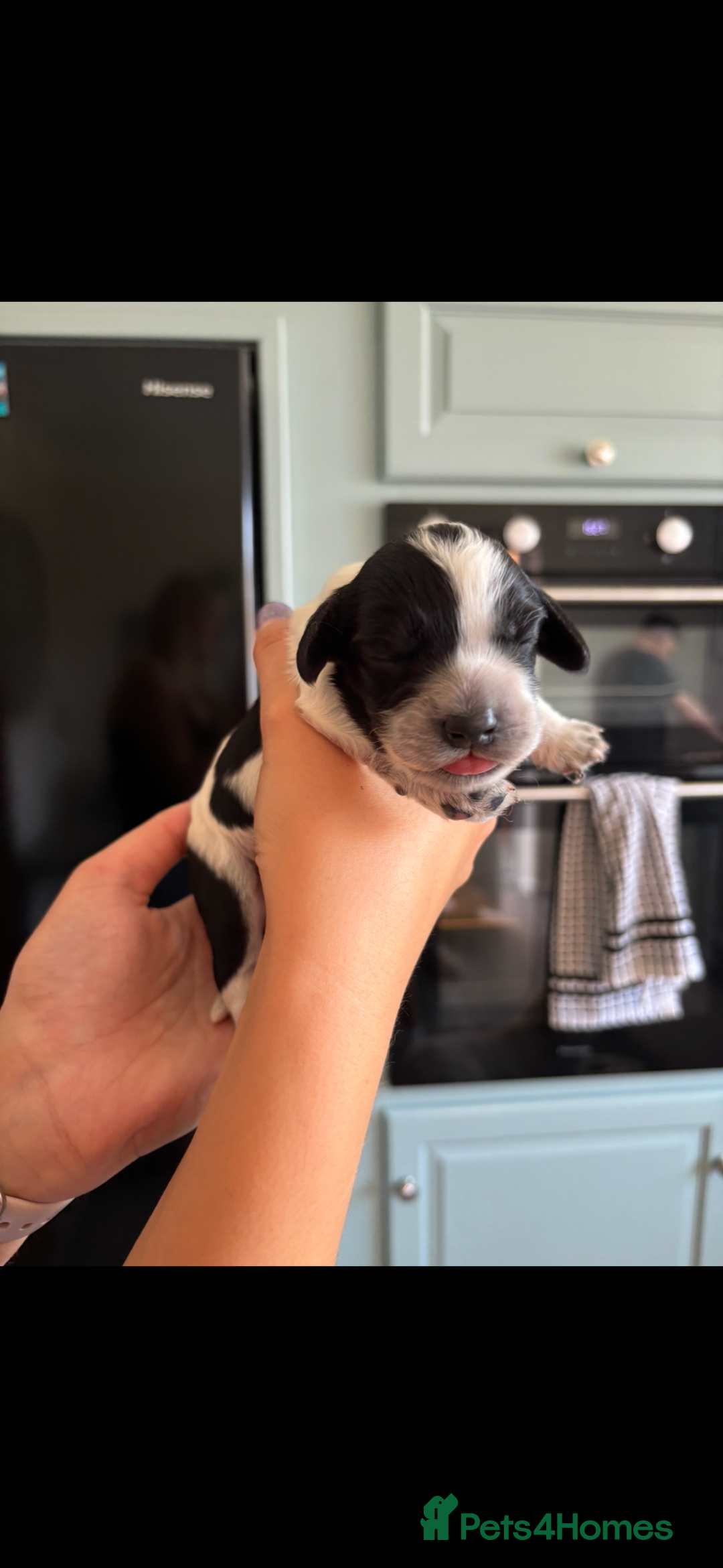 Cockapoo dogs for sale: Stunning cockapoo puppies - Image 11