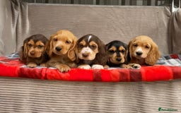 Cocker Spaniel dogs for sale: STUNNING COCKER SPANIEL PUPPIES  - Image 2