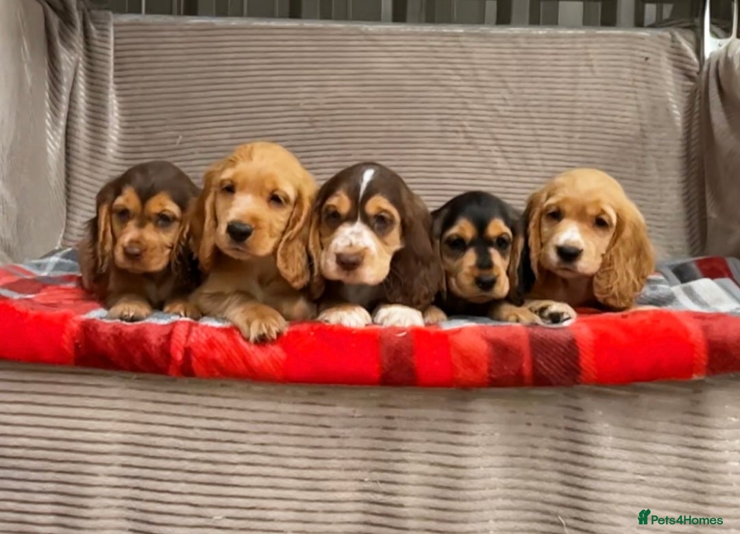 Cocker Spaniel dogs for sale: STUNNING COCKER SPANIEL PUPPIES  - Image 2