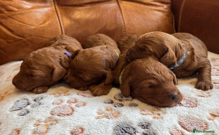 Cockapoo dogs - Advert 4