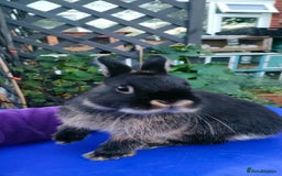 Netherland Dwarf rabbits for sale: Cute little netherland dwarf boys  - Image 20
