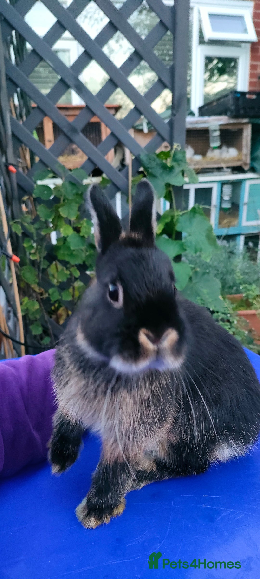 Netherland Dwarf rabbits for sale: Cute little netherland dwarf boys  - Image 20