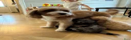 Miniature Poodle dogs for stud: PROVEN Miniature Merle Poodle 🩷🌸 - Advert 12