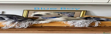 Golden Retriever (Blue)