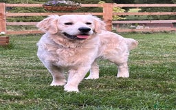 Golden Retriever dogs for sale: Amazing KC golden retriever puppies - Image 14