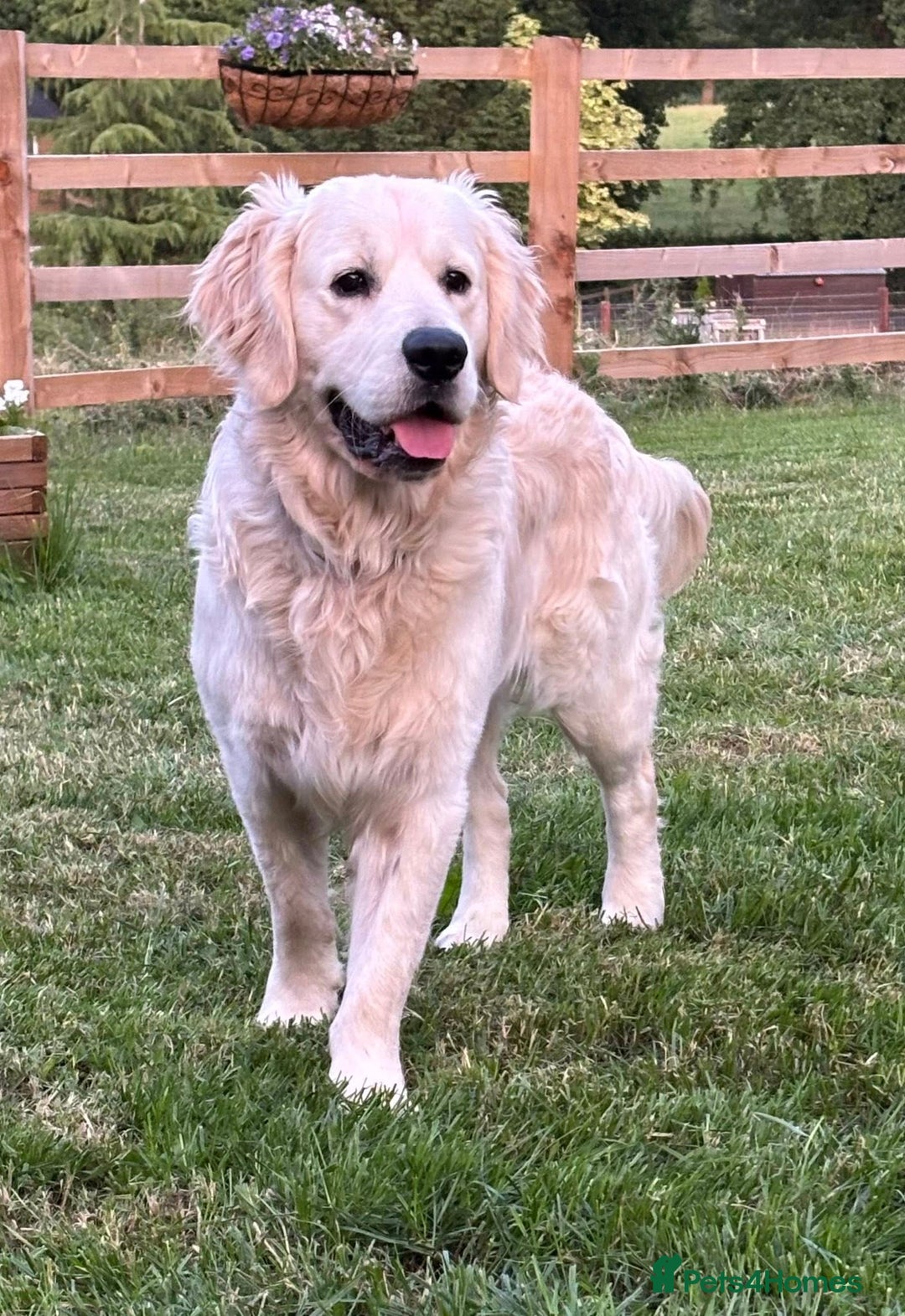 Golden Retriever dogs for sale: Amazing KC golden retriever puppies - Image 14