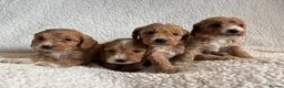 Cockapoo dogs for sale: F1bcockapoo puppies - DNA Health test clear  in Staines - Advert 23