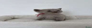 British Shorthair 4
