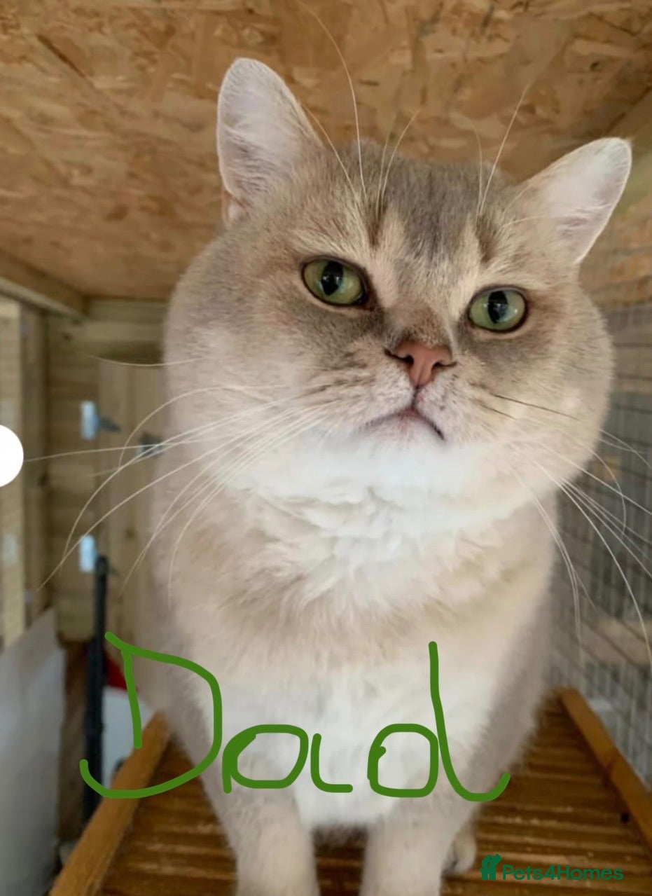 British Shorthair cats GOLDEN BSH KITTENS AVAILABLE FOR RESERVATION - Advert 2