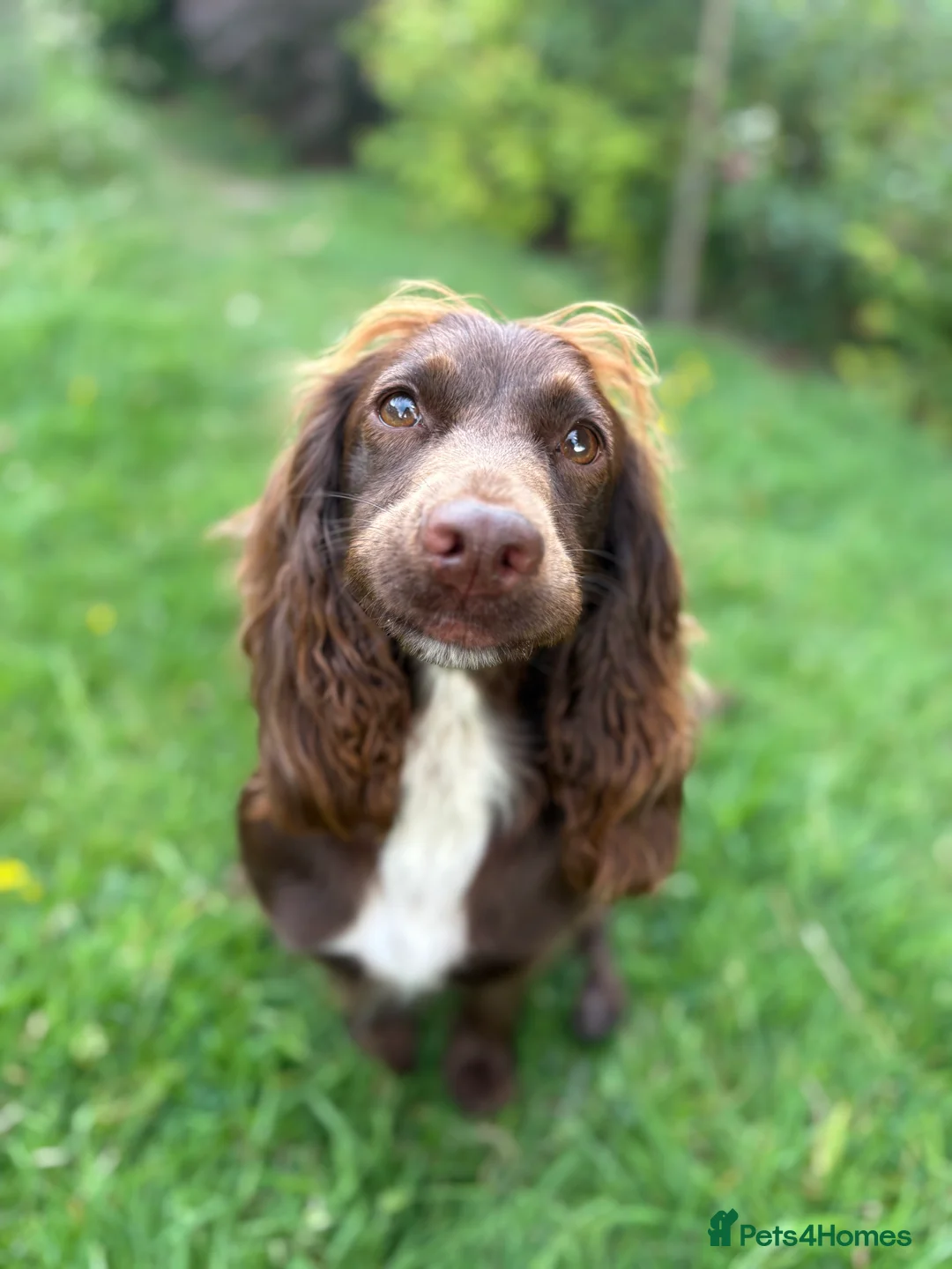 Cocker Spaniel dogs for sale: Cocker spaniel puppies - Advert 5