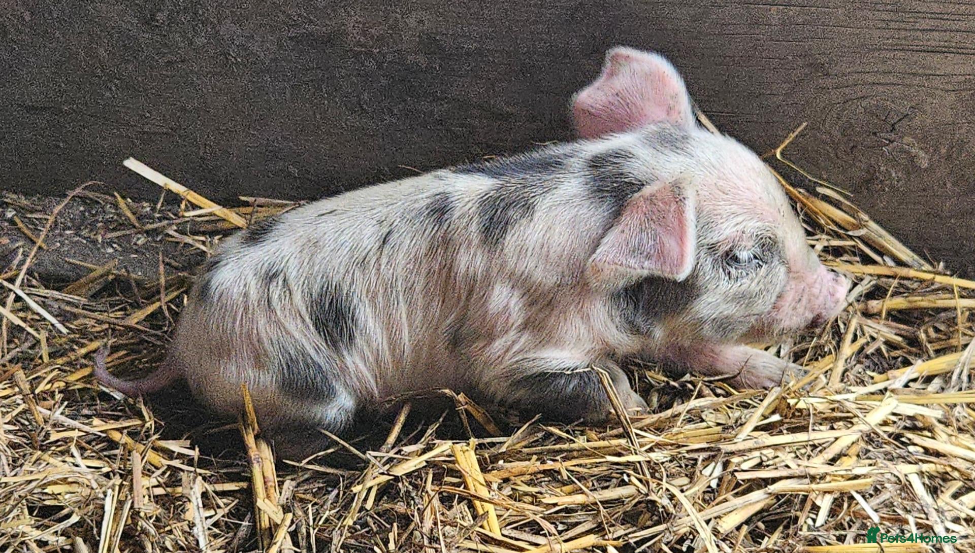 Pig livestock Kunekune full breed piglets  - Advert 1